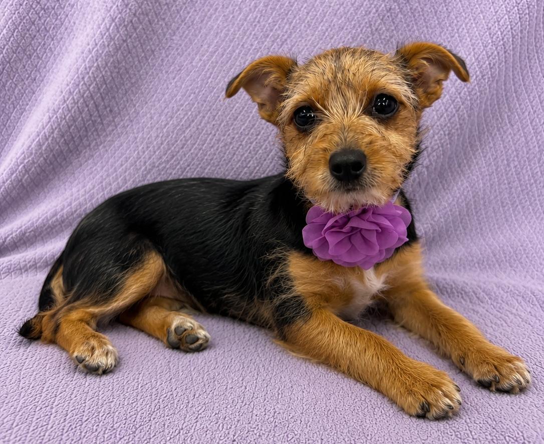 Enlarge Avery, an adopted mixed breed in Lodi, CA image 1/5