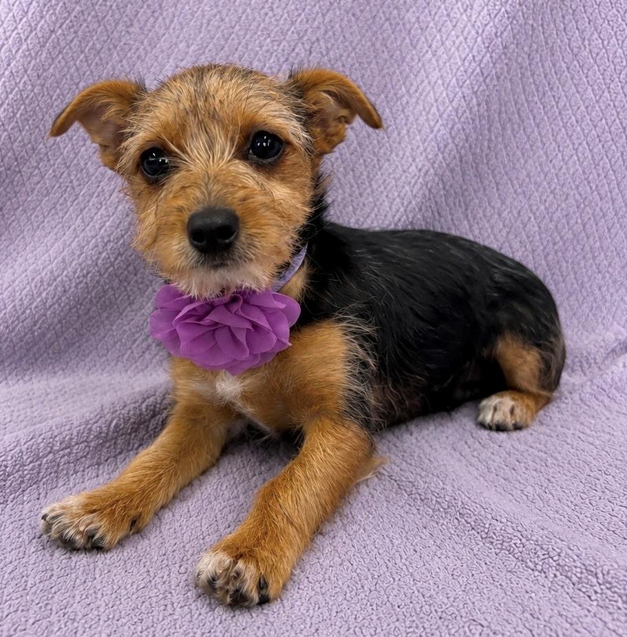 Enlarge Avery, an adopted mixed breed in Lodi, CA image 3/5