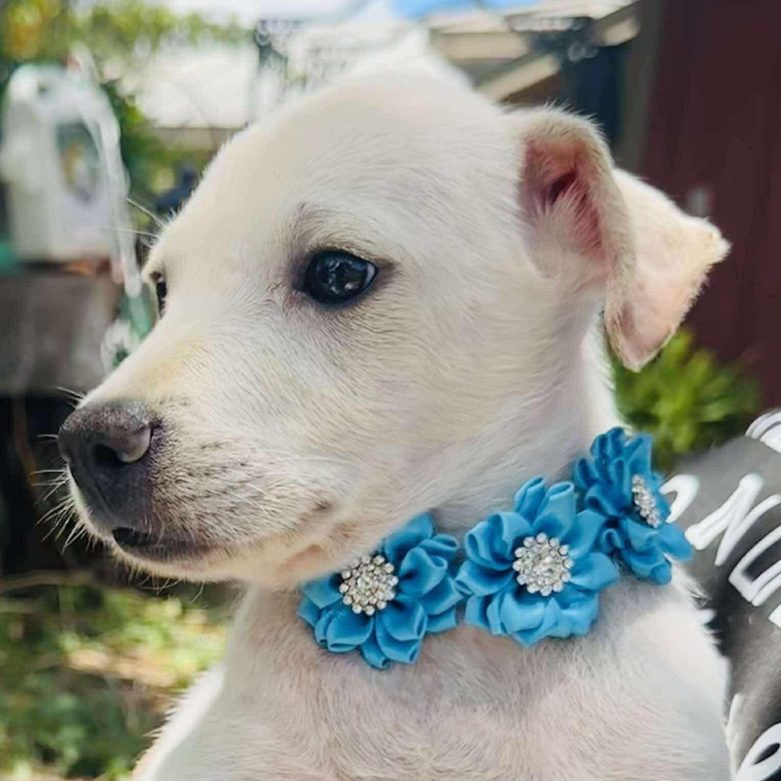 Louie, Baby Male Mixed Breed