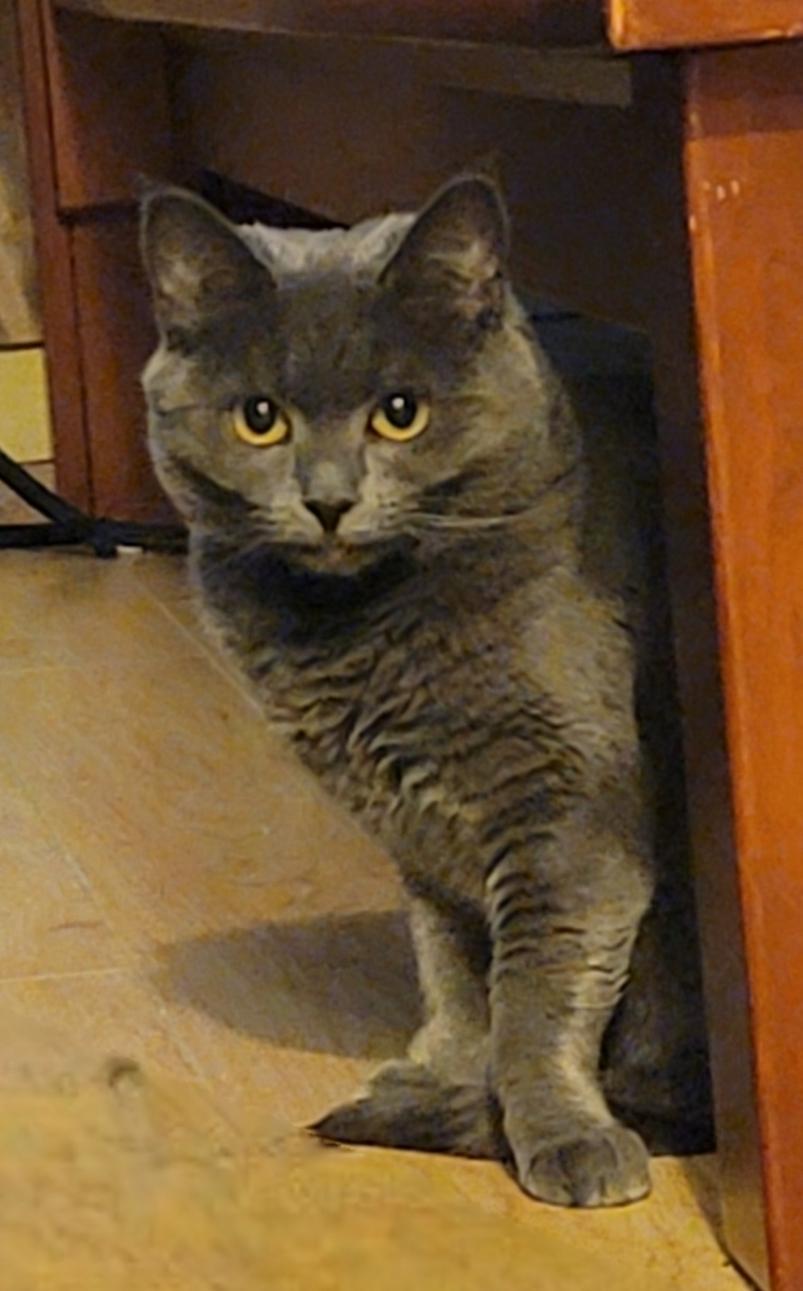 Alex, a Adoptable Domestic Short Hair in Seattle, WA image 2/3