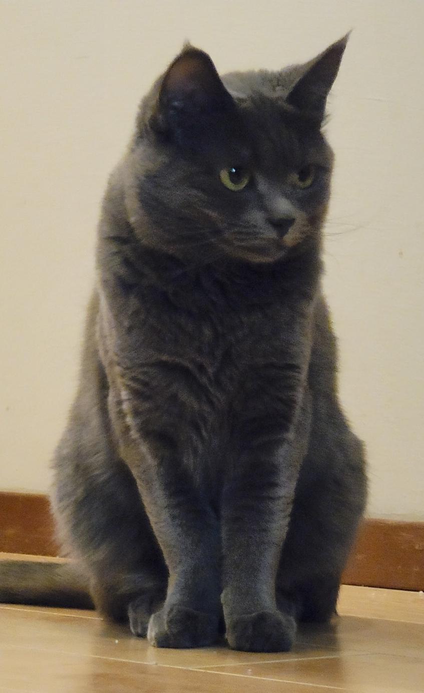 Alex, a Adoptable Domestic Short Hair in Seattle, WA image 3/3