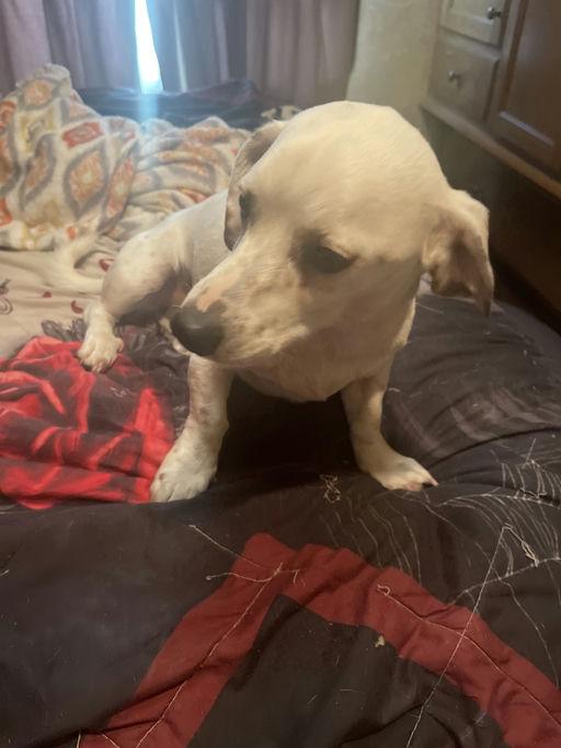 Zuma, a Adopted Jack Russell Terrier in Durham, NC image 1/6