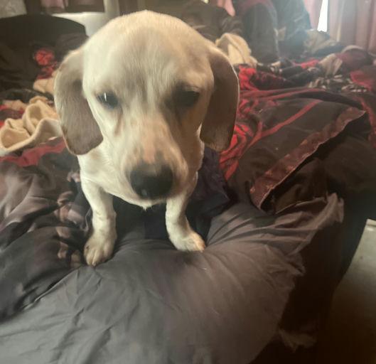 Zuma, a Adopted Jack Russell Terrier in Durham, NC image 2/6