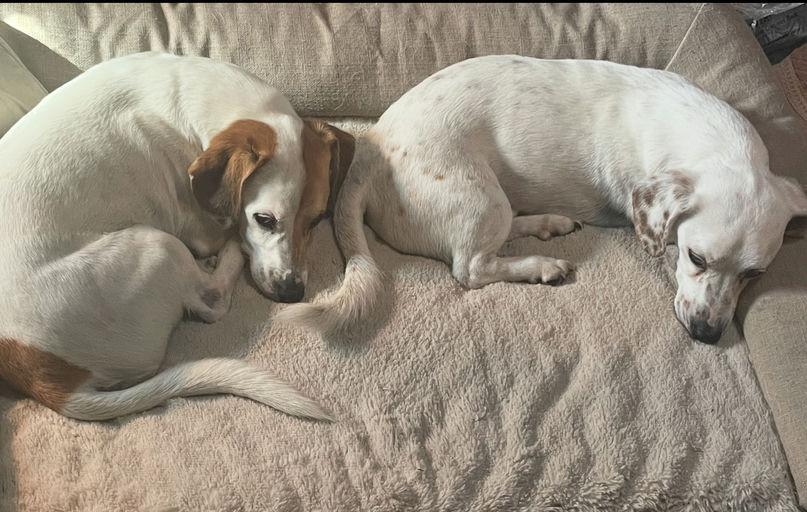 Zuma, a Adopted Jack Russell Terrier in Durham, NC image 3/6