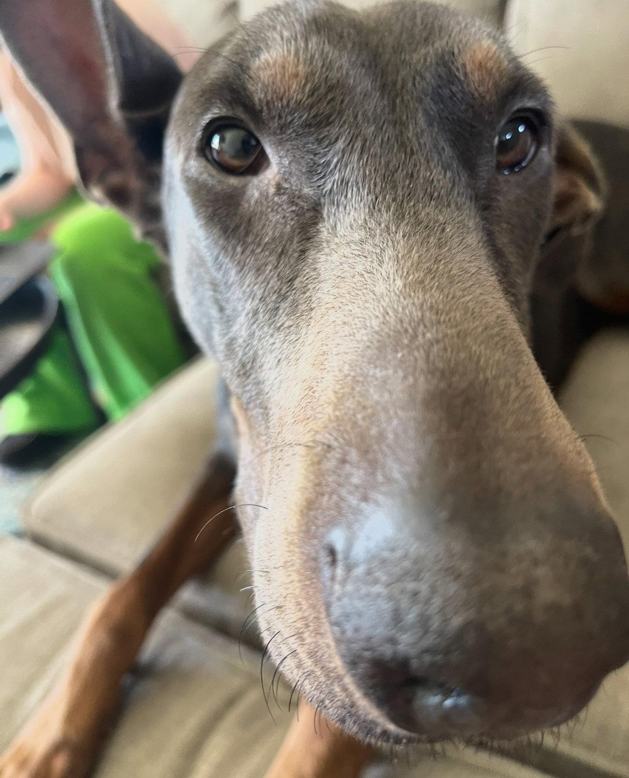 Enlarge Maggie, a Adoptable Doberman Pinscher in Buffalo, MN image 2/3