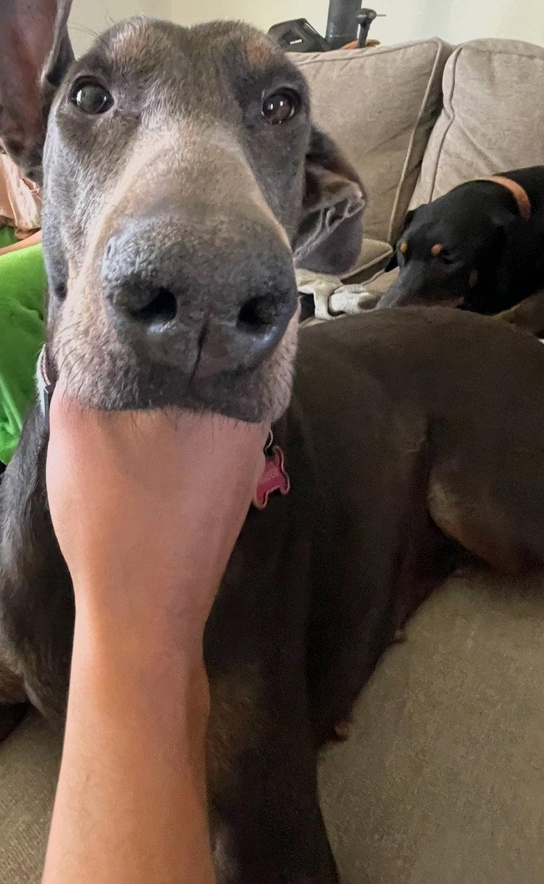Maggie Foster Needed!, Adoptable, Adult Female Doberman Pinscher.