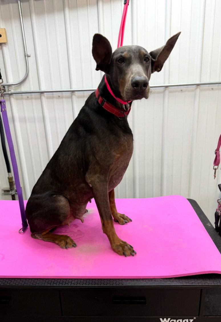 Enlarge Maggie Foster Needed!, a Adoptable Doberman Pinscher in Buffalo, MN image 2/3