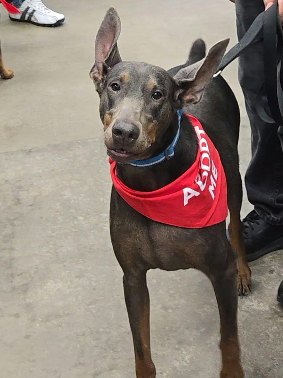 Enlarge Maggie, a Adoptable Doberman Pinscher in Buffalo, MN image 1/3
