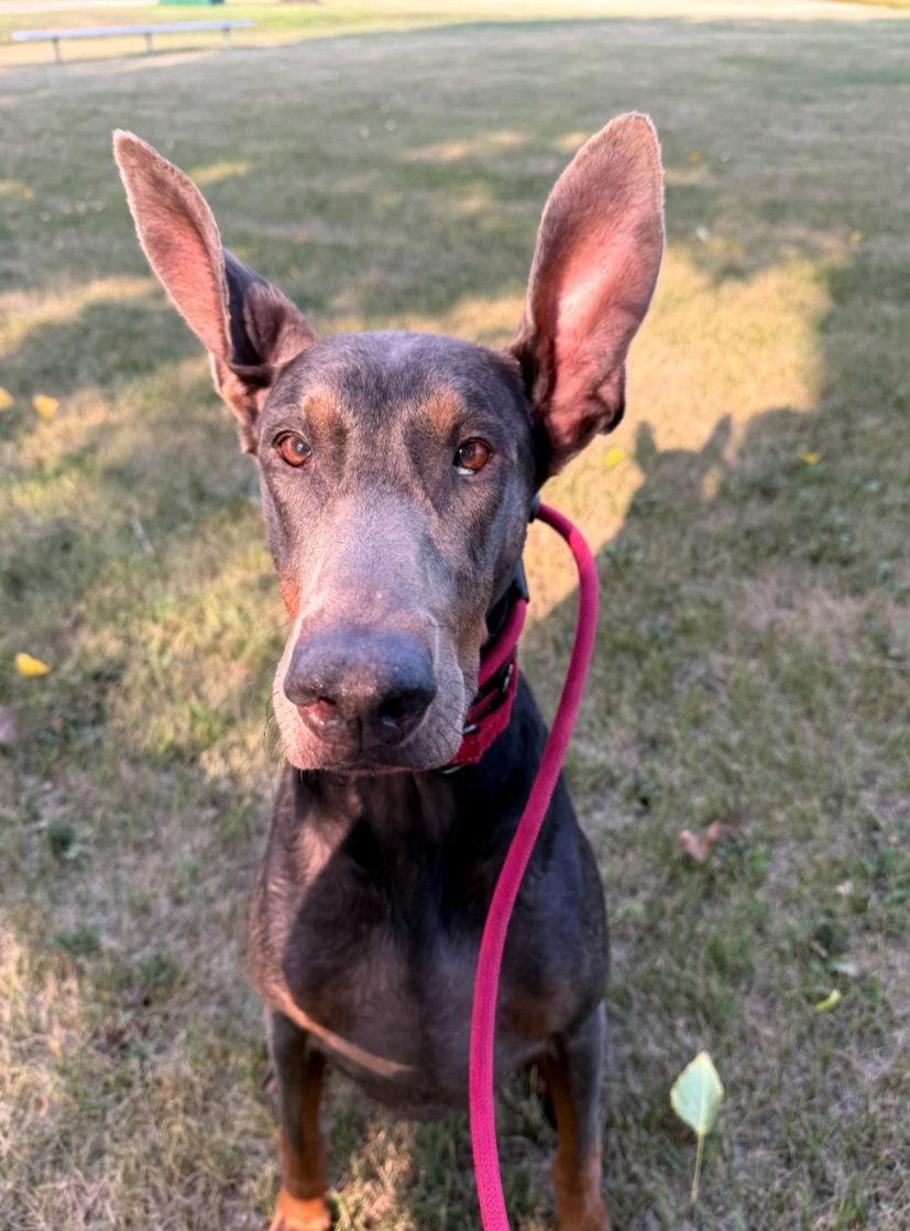 Enlarge Maggie Foster Needed!, a Adoptable Doberman Pinscher in Buffalo, MN image 3/3