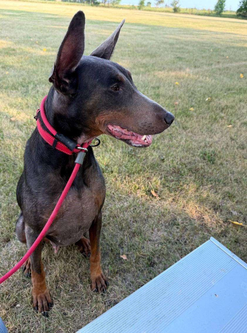 Enlarge Maggie, a Adoptable Doberman Pinscher in Buffalo, MN image 3/3