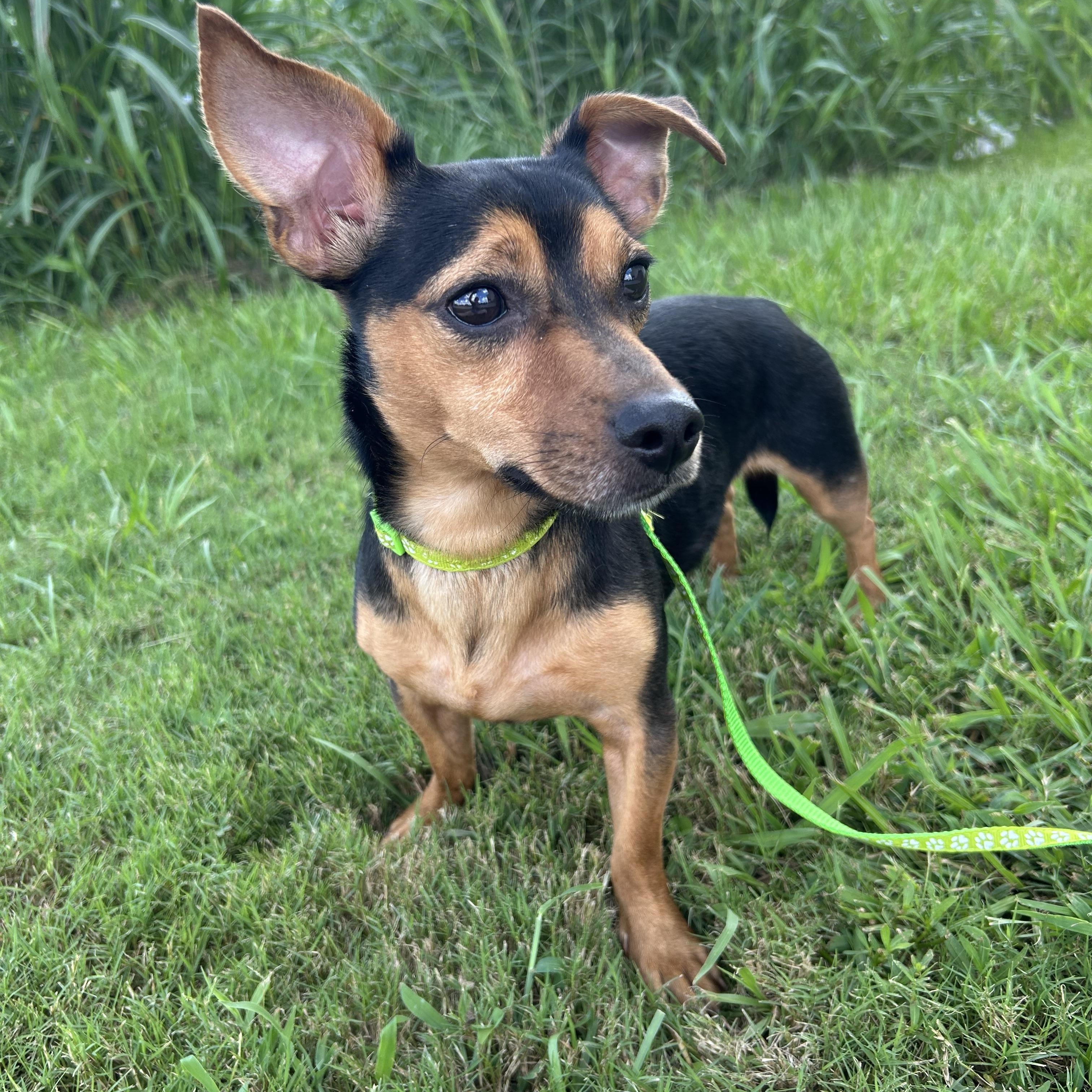 Mr. Chubbs, an adoptable Chiweenie in Baker, LA, 70714 | Photo Image 4