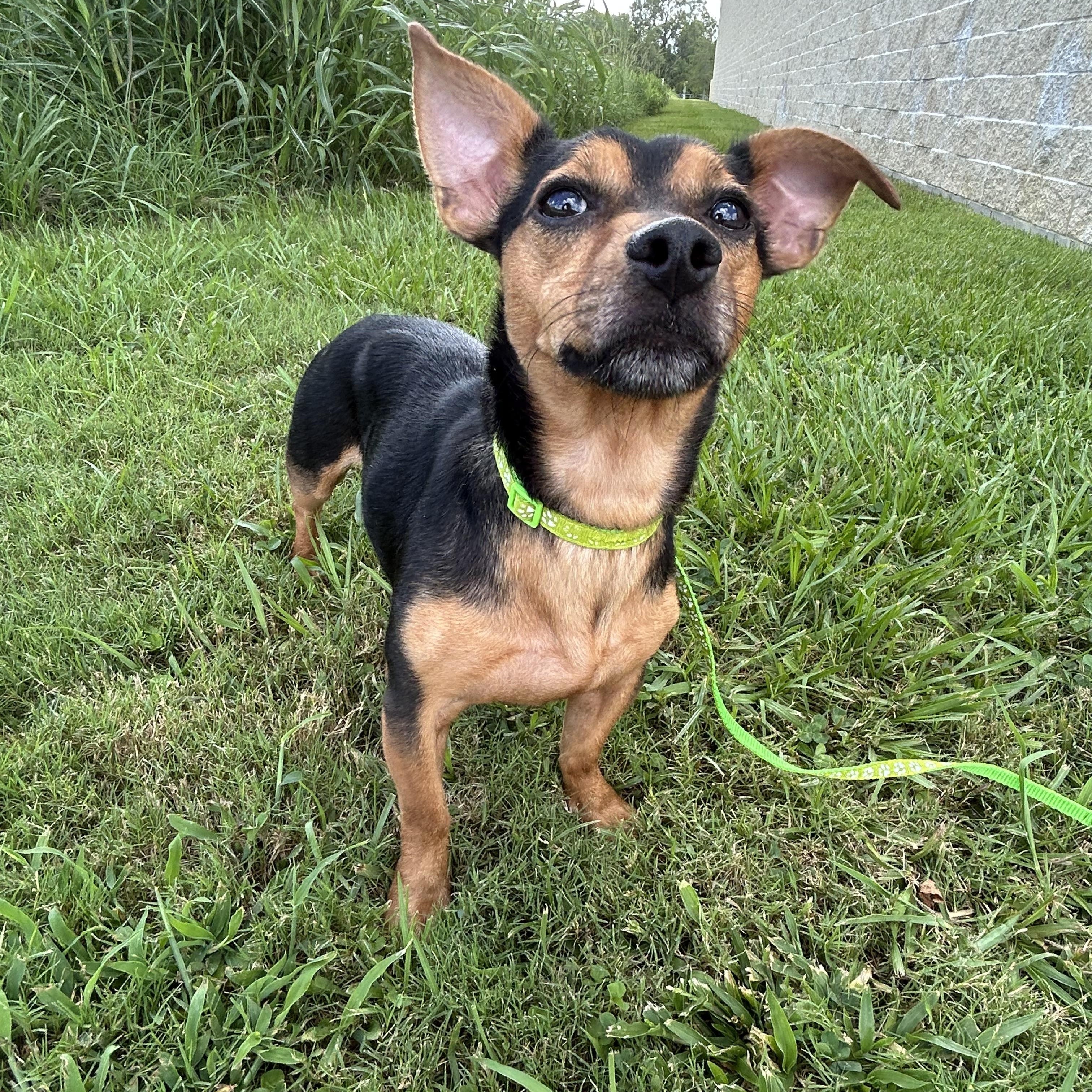Mr. Chubbs, an adoptable Chiweenie in Baker, LA, 70714 | Photo Image 2