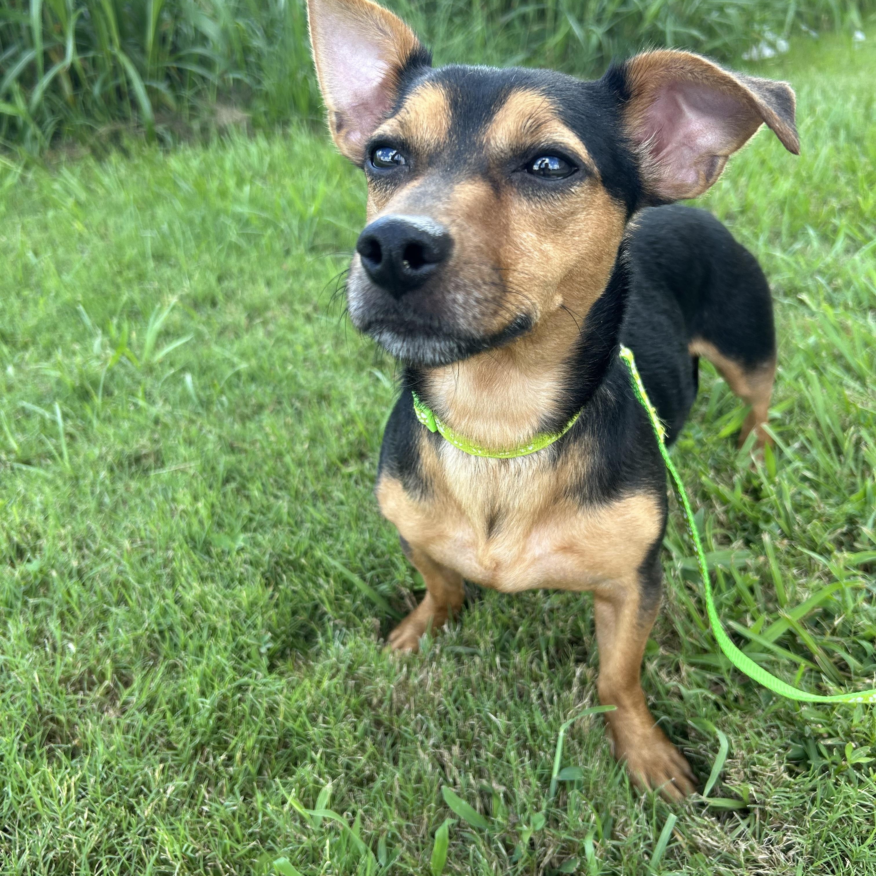 Mr. Chubbs, an adoptable Chiweenie in Baker, LA, 70714 | Photo Image 3