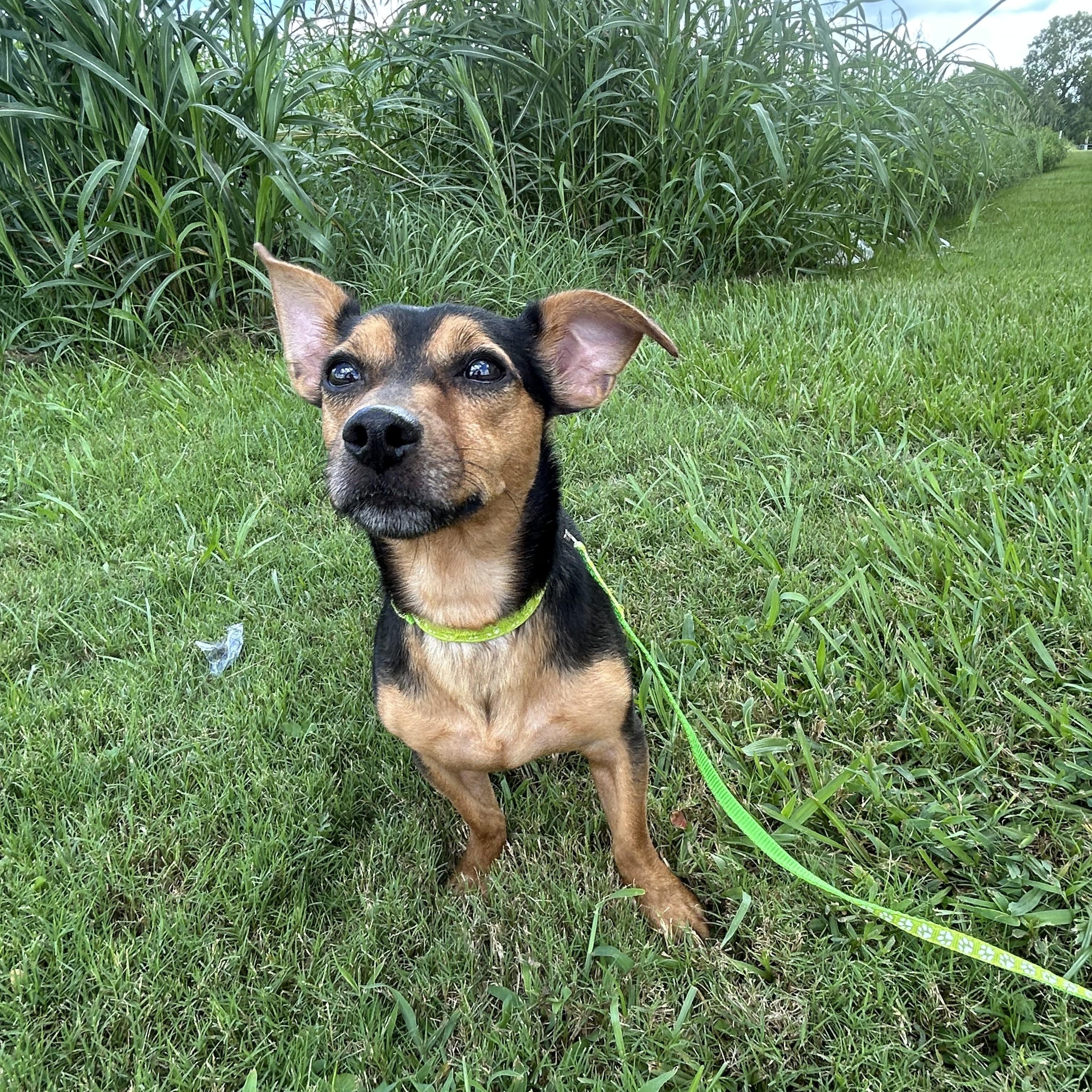 Mr. Chubbs, an adoptable Chiweenie in Baker, LA, 70714 | Photo Image 1