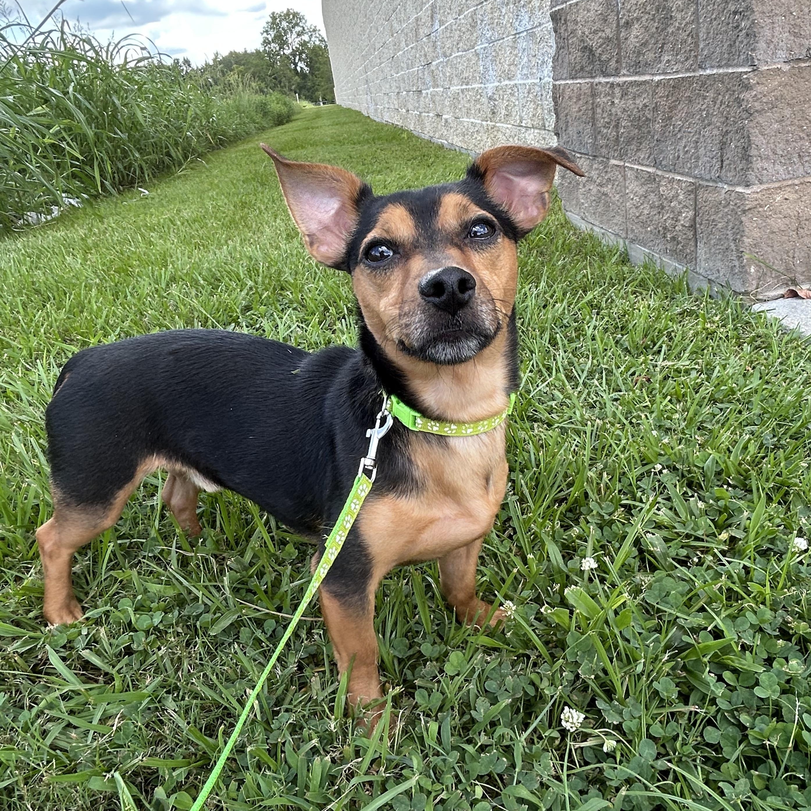 Mr. Chubbs, an adoptable Chiweenie in Baker, LA, 70714 | Photo Image 5