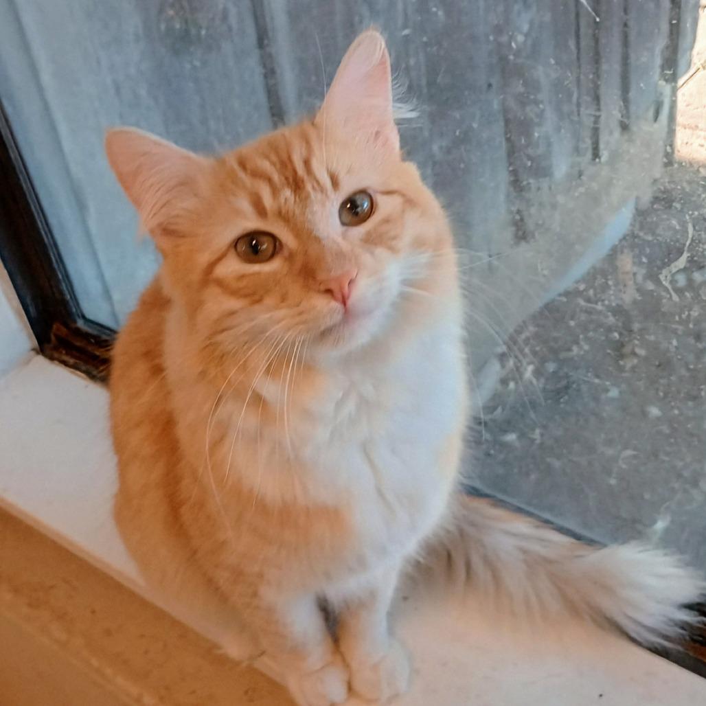 OLLIE, Adoptable, Young Male Domestic Medium Hair.