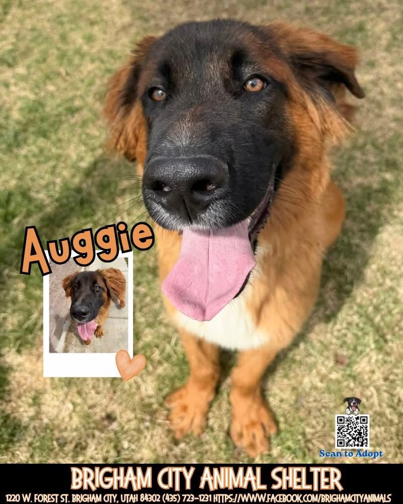 Enlarge Auggie, a ADOPTABLE mixed breed in Brigham City, UT image 1/1