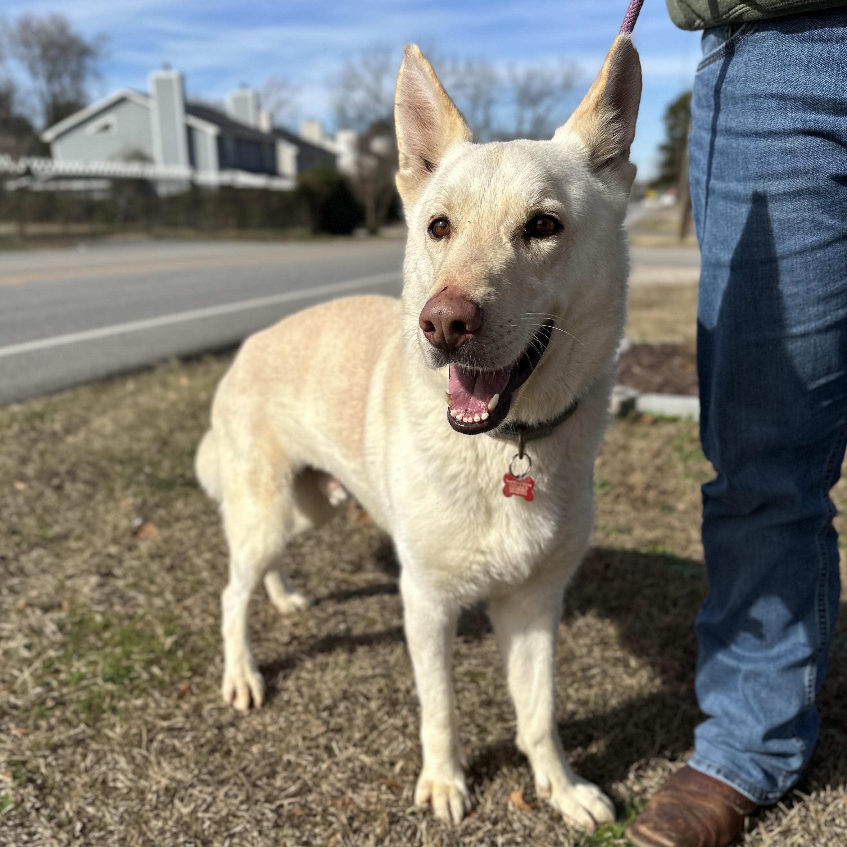 Buttermilk — thumbnail 2