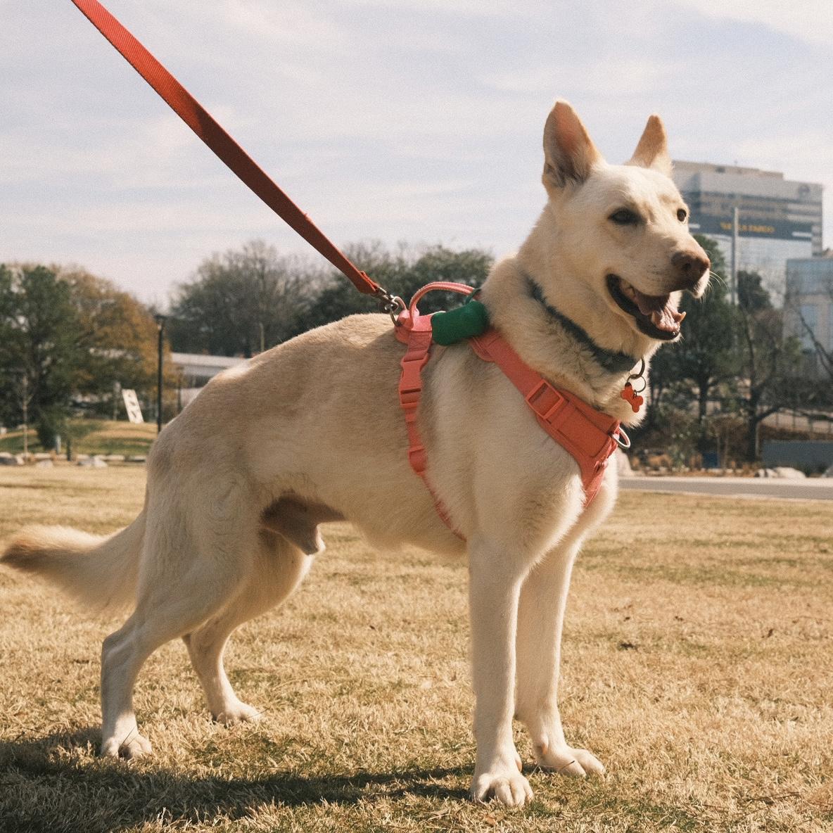 Buttermilk — thumbnail 3