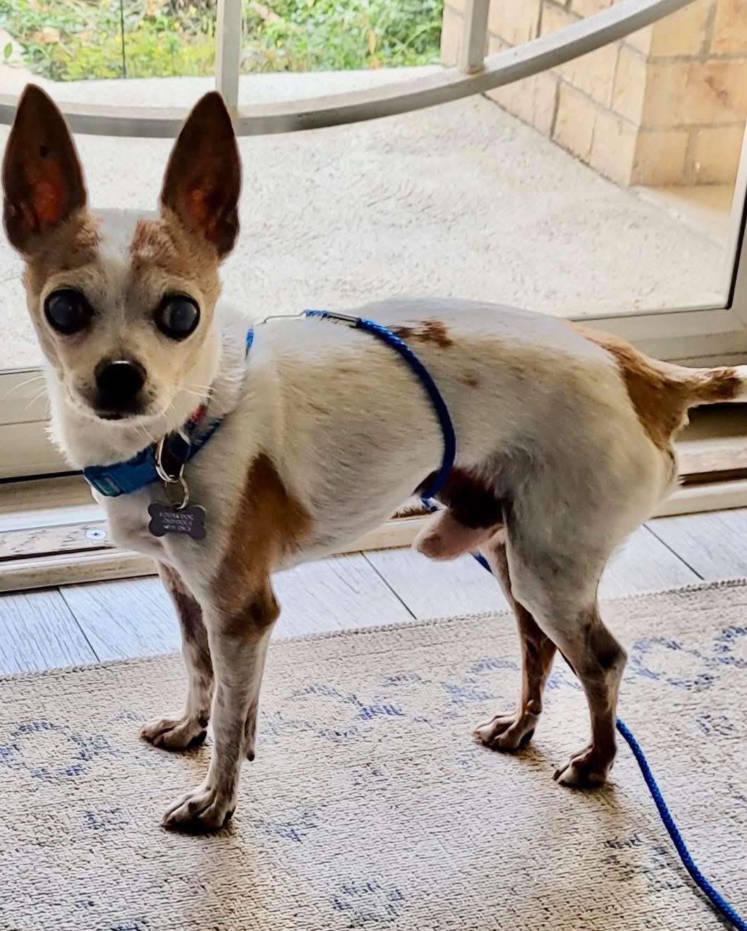 Papi in Colorado, a Adoptable Chihuahua in Boulder, CO image 3/6
