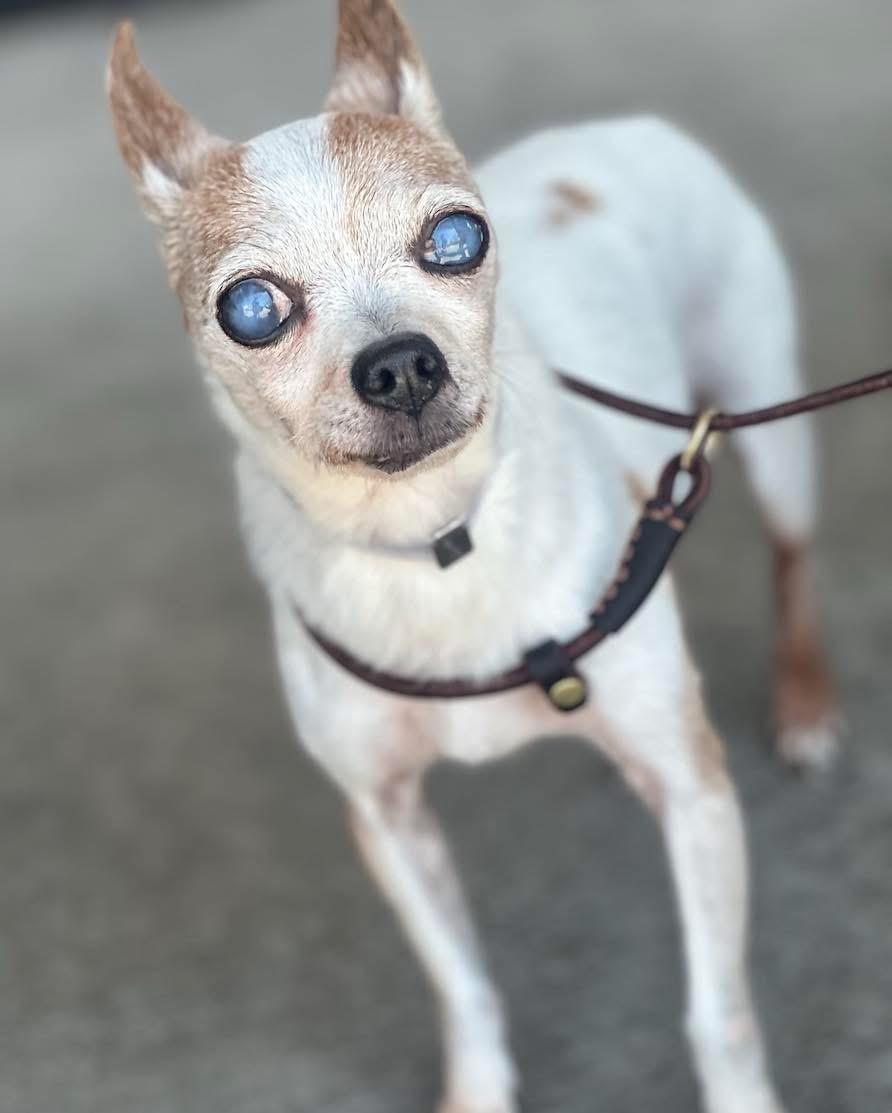 Papi in Colorado, a Adoptable Chihuahua in Boulder, CO image 4/6