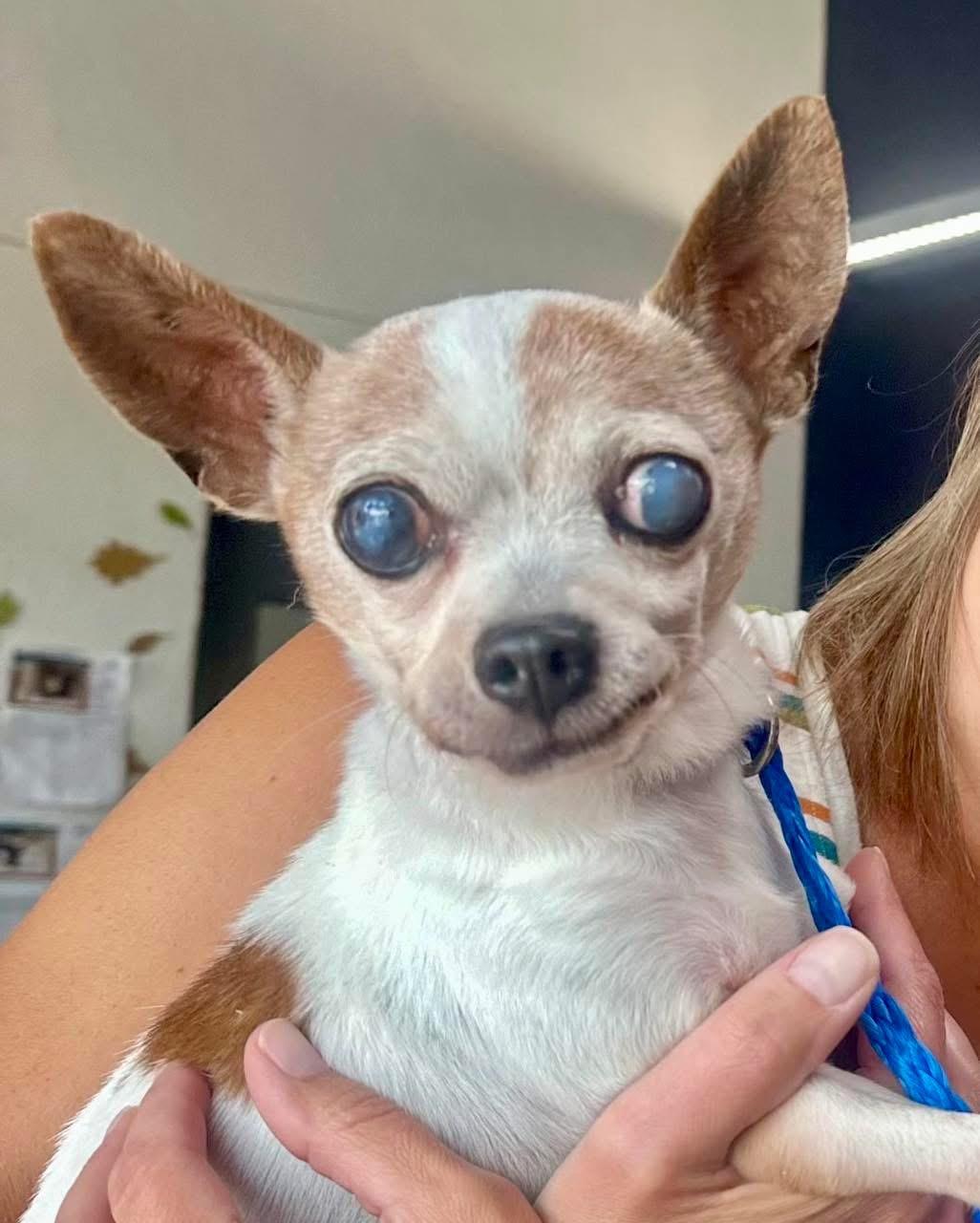 Papi in Colorado, a Adoptable Chihuahua in Boulder, CO image 5/6