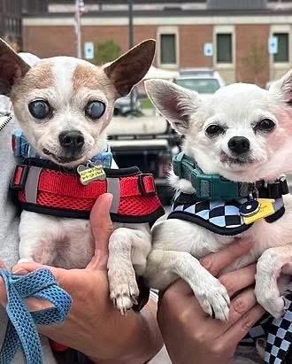 Papi in Colorado, a Adoptable Chihuahua in Boulder, CO image 6/6