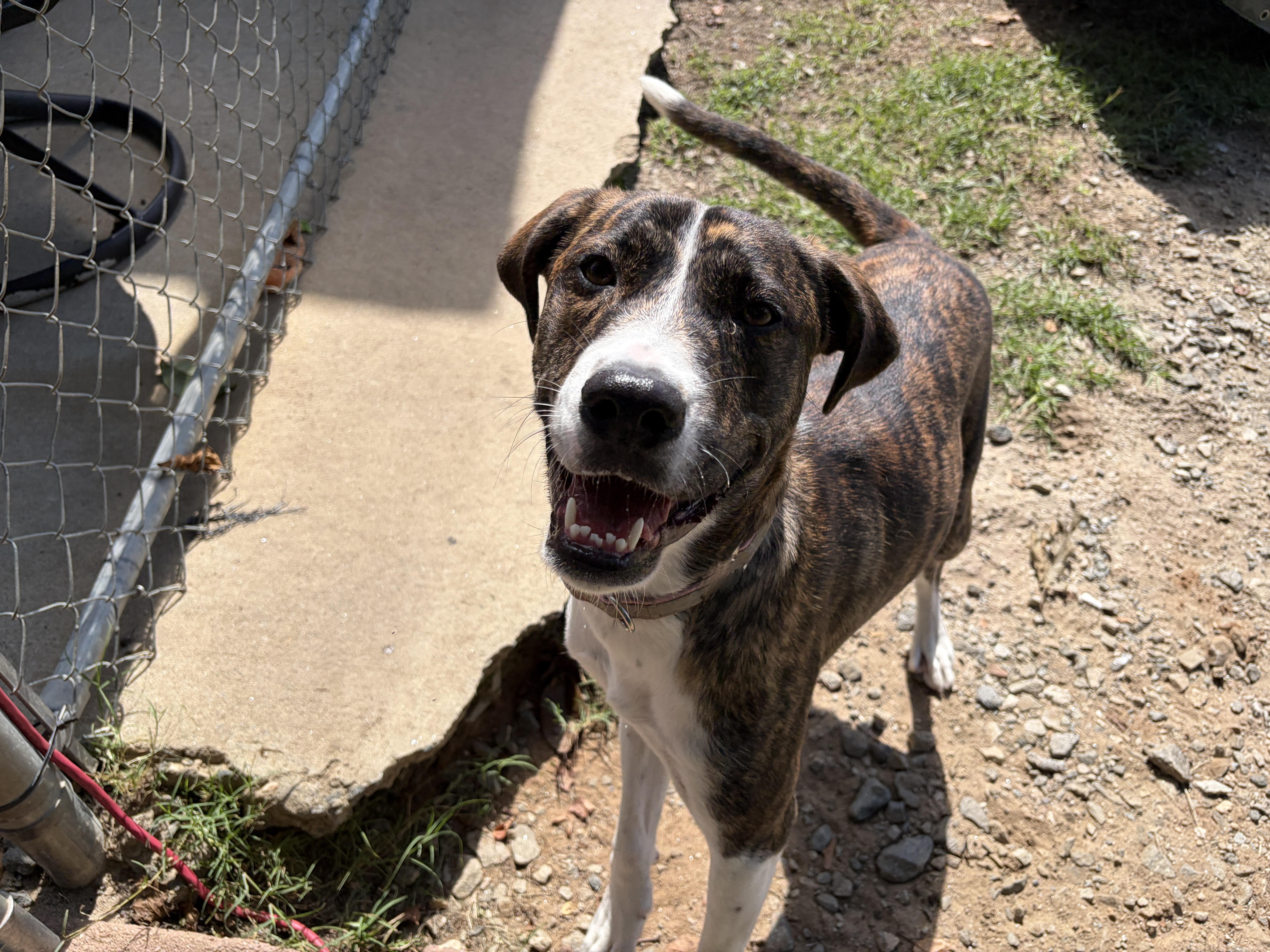 Enlarge Ruthie, a Adopted mixed breed in Perry, GA image 3/3