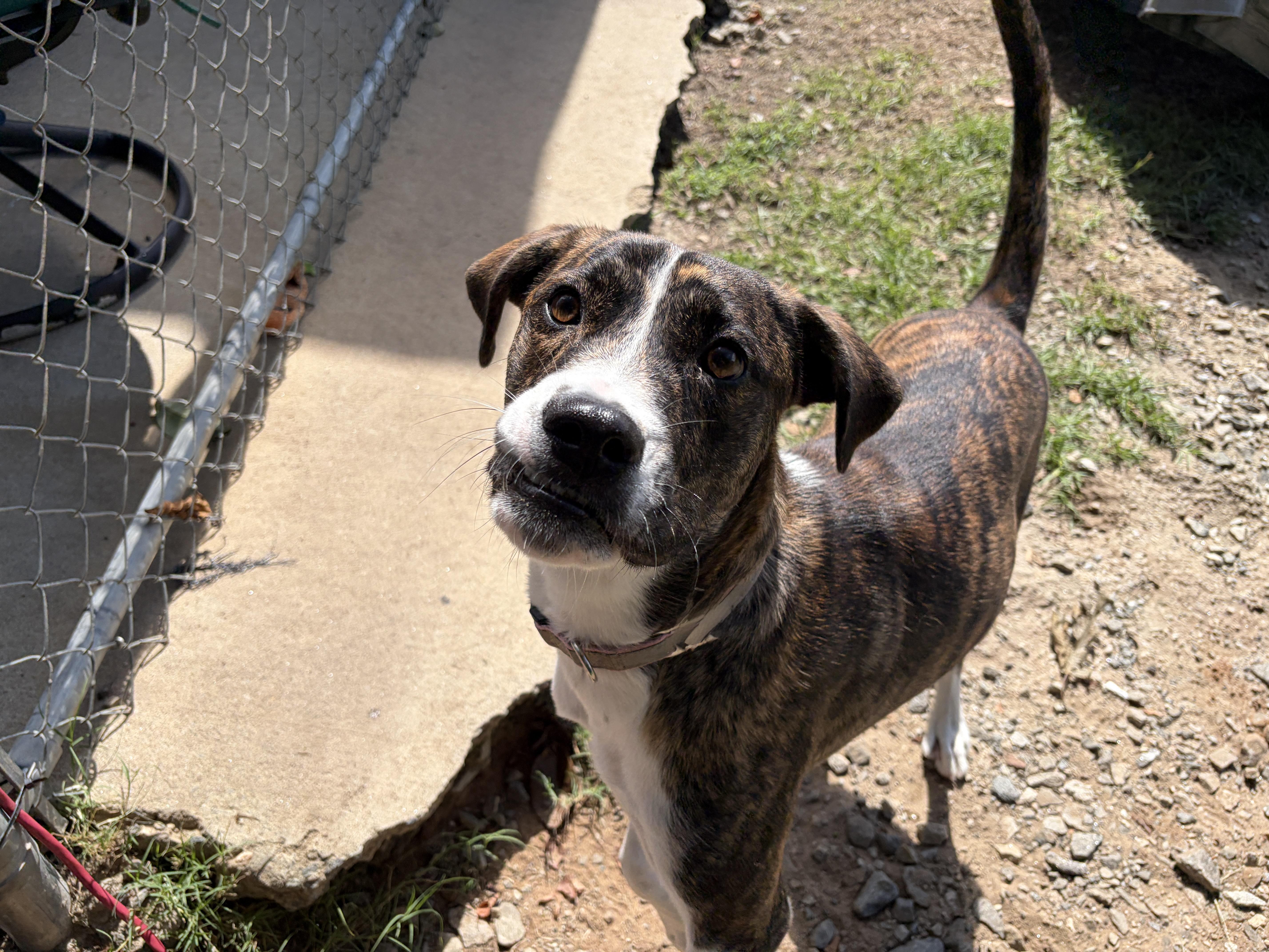 Enlarge Ruthie, a Adopted mixed breed in Perry, GA image 1/3