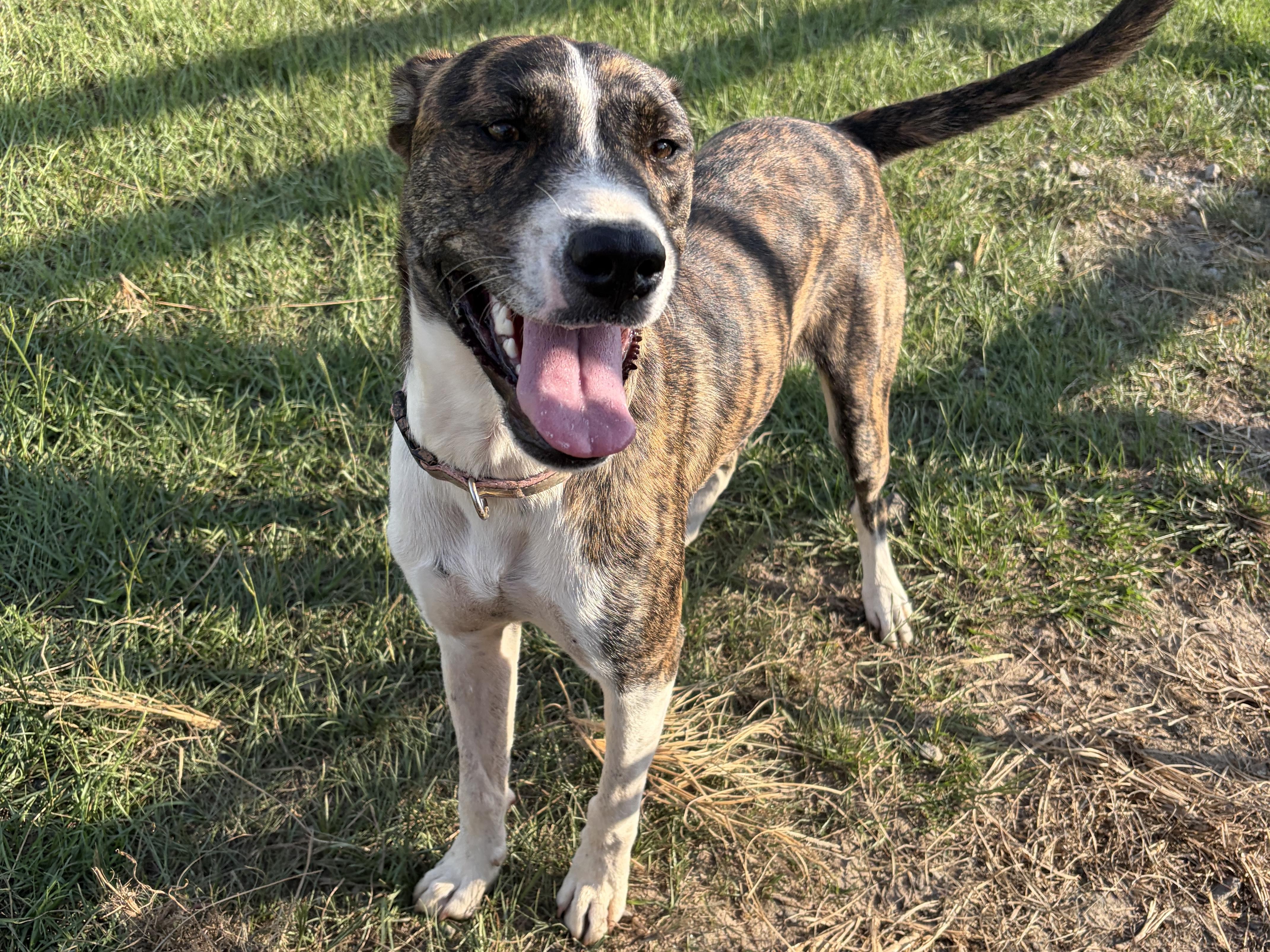 Enlarge Ruthie, a Adopted mixed breed in Perry, GA image 2/3