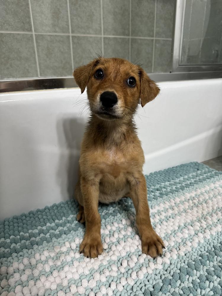 Molly (Charley C-Duo)