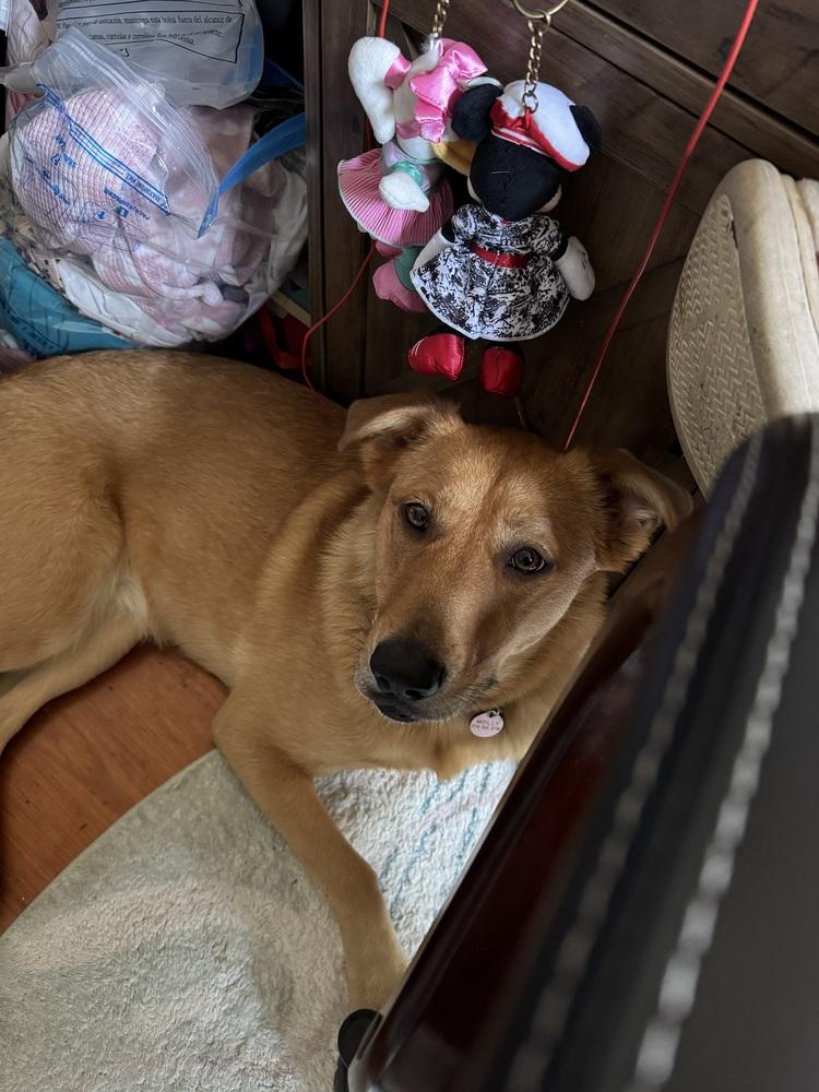 Molly (Charley C-Duo) — thumbnail 3