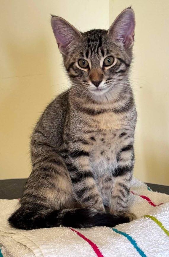 Enlarge Bambi, a Adoptable mixed breed in Tulsa, OK image 1/6