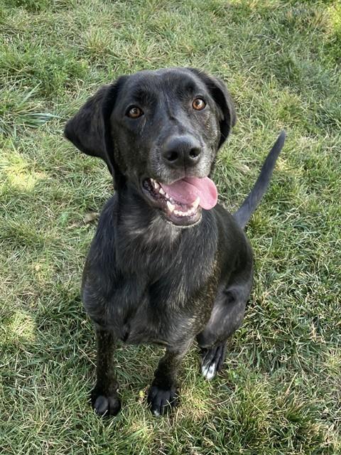 TRIXIE, Adoptable, Young Female Plott Hound & Black and Tan Coonhound.