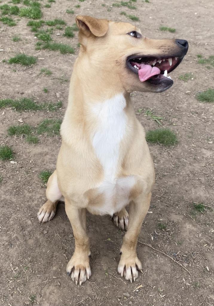 Enlarge Elmer, a Adoptable Labrador Retriever in Little Rock, AR image 1/3