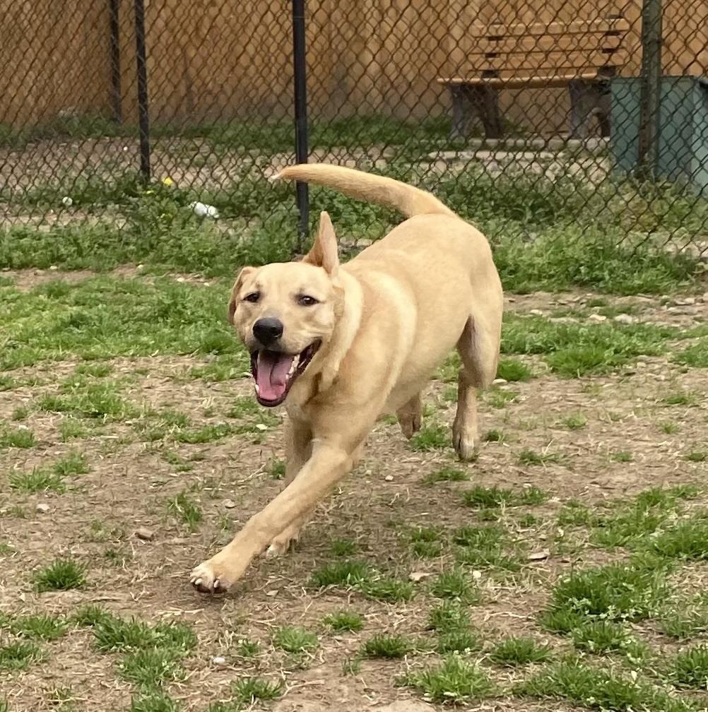 Enlarge Elmer, a Adoptable Labrador Retriever in Little Rock, AR image 2/3