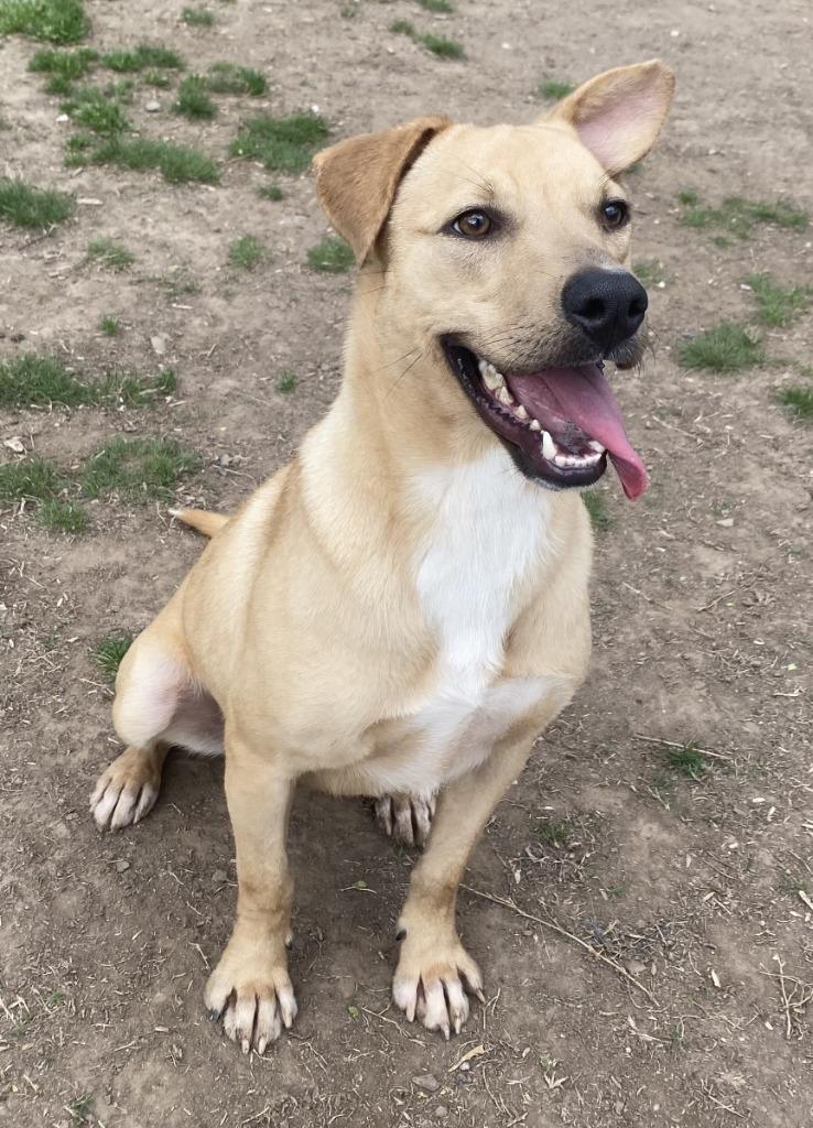 Enlarge Elmer, a Adoptable Labrador Retriever in Little Rock, AR image 3/3