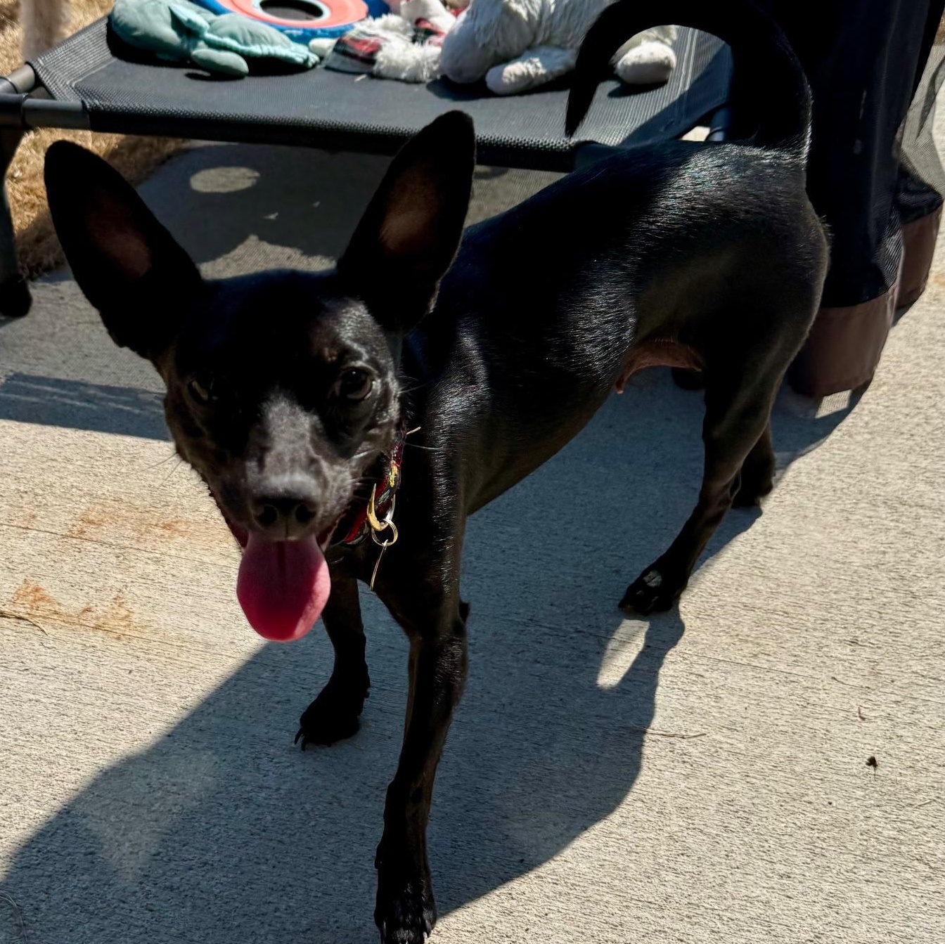 Enlarge Binky, a Adoptable mixed breed in Richmond, VA image 2/6