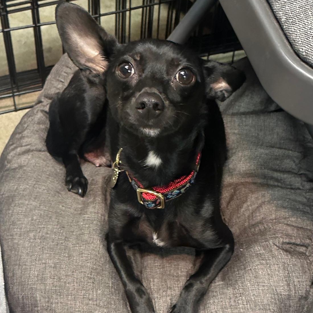 Enlarge Binky, a Adoptable mixed breed in Richmond, VA image 5/6