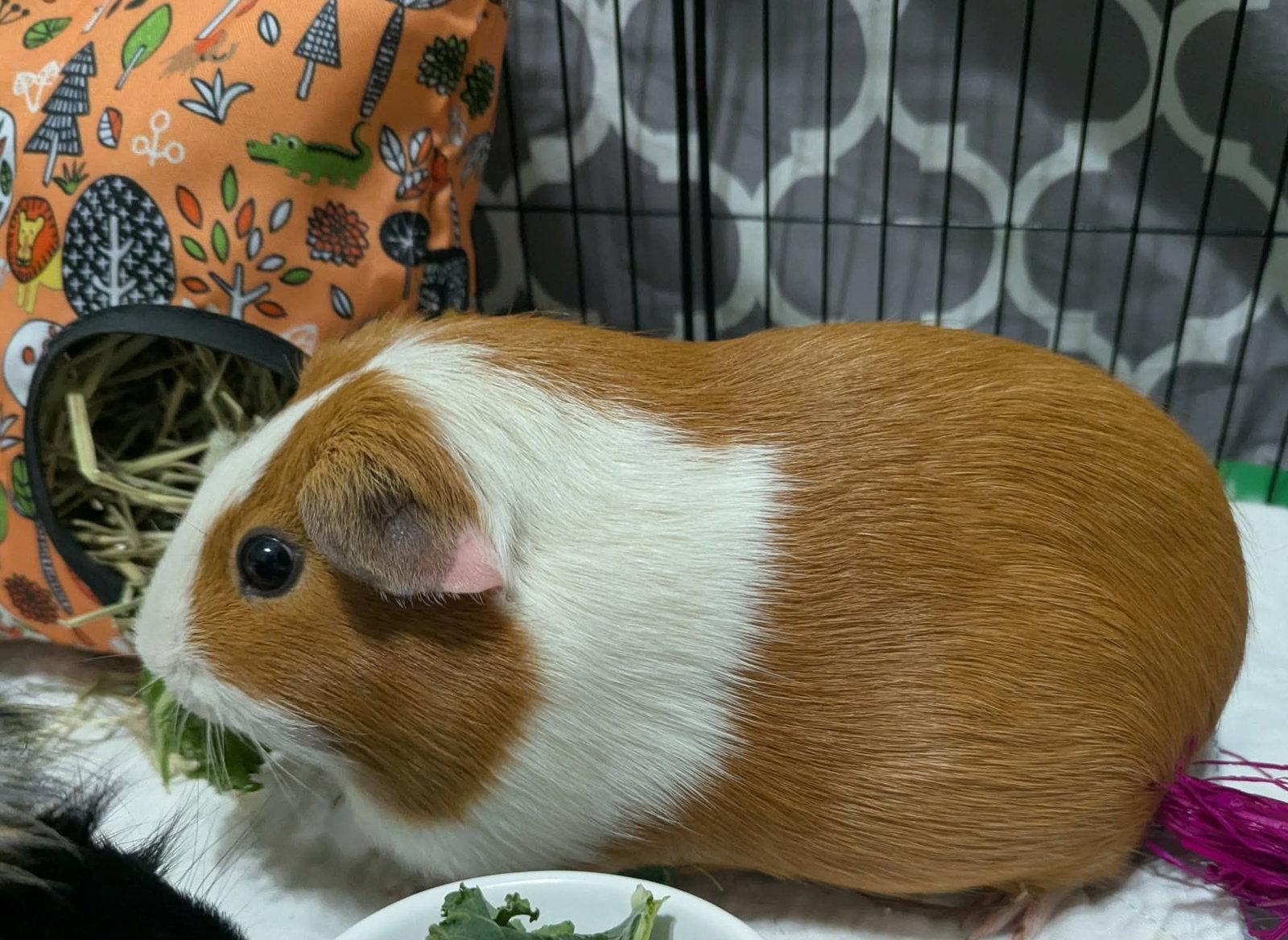 3 Little Piggies, Adopted, Adult Female Guinea Pig.