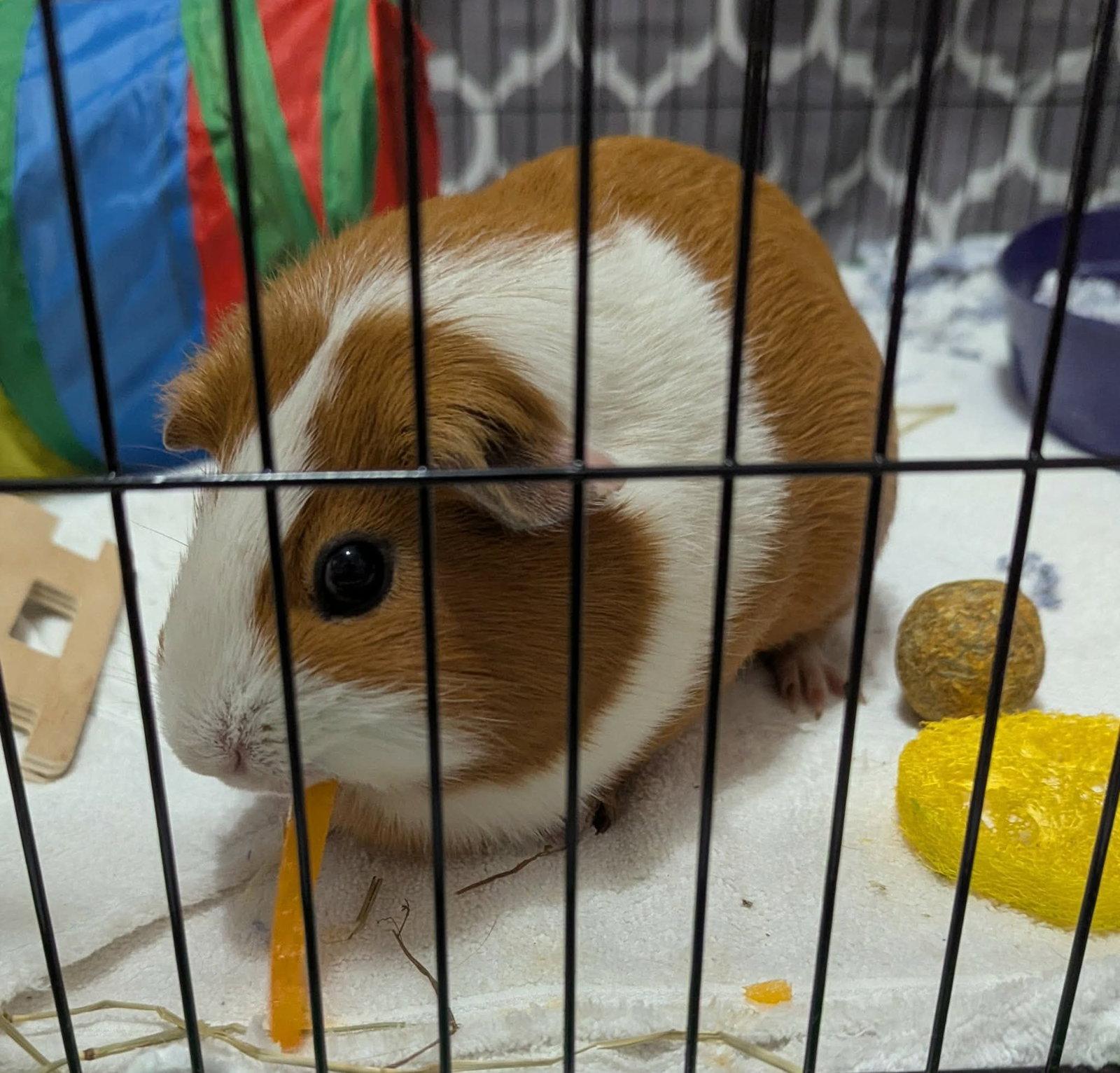 Enlarge 3 Little Piggies, a Adopted Guinea Pig in Mount Pleasant, SC image 3/3