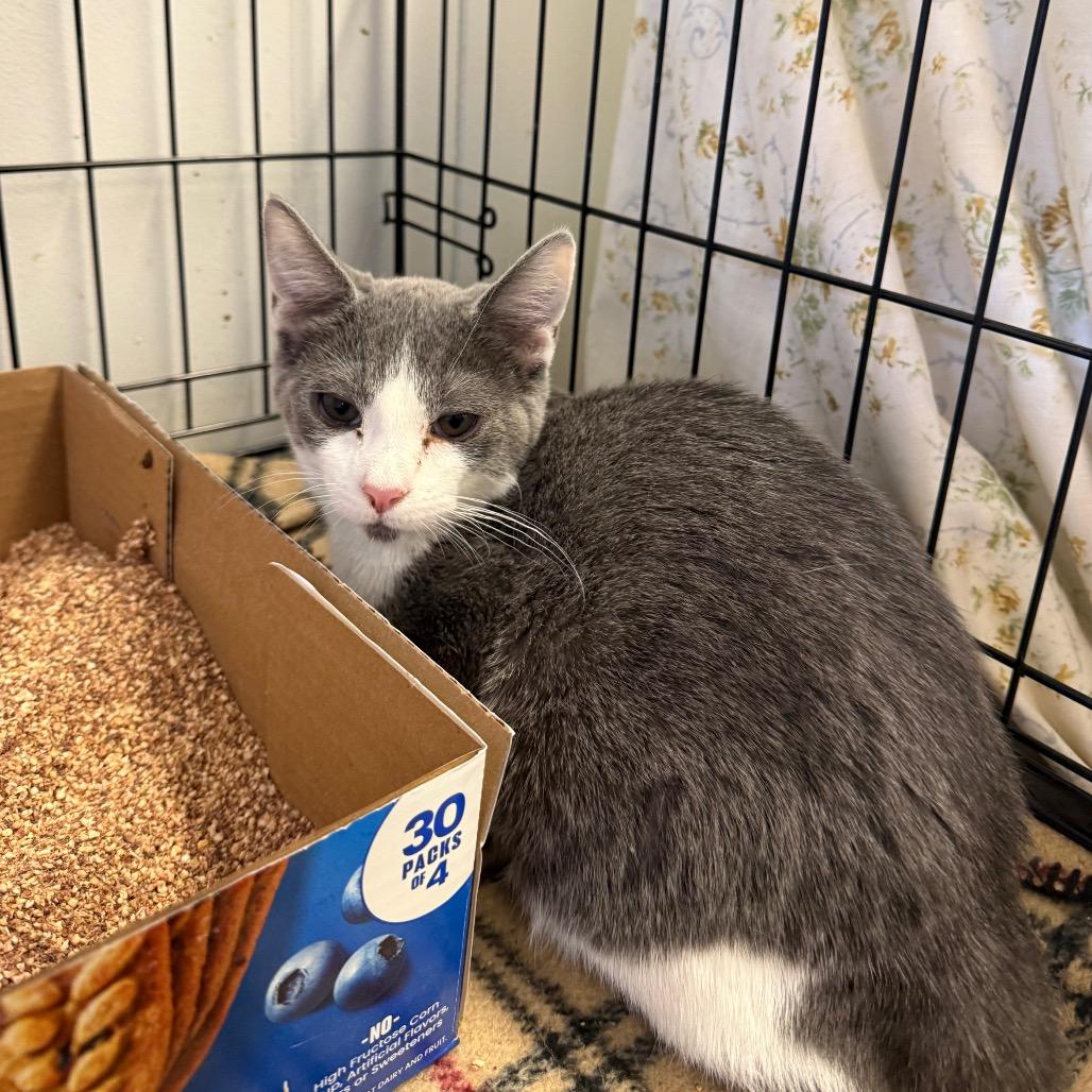 Raiden, Adoptable, Kitten Male Domestic Short Hair.