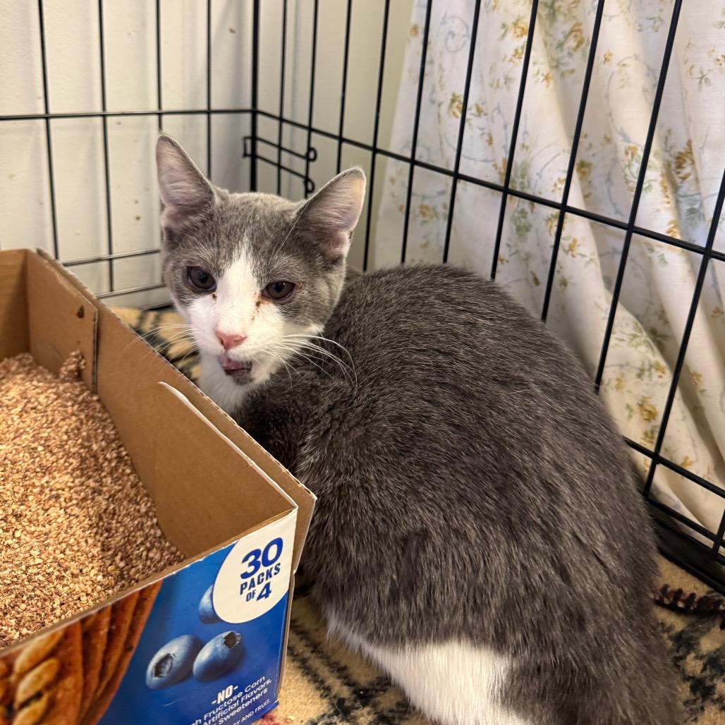 Enlarge Raiden, a Adoptable Domestic Short Hair in Spokane, WA image 2/2