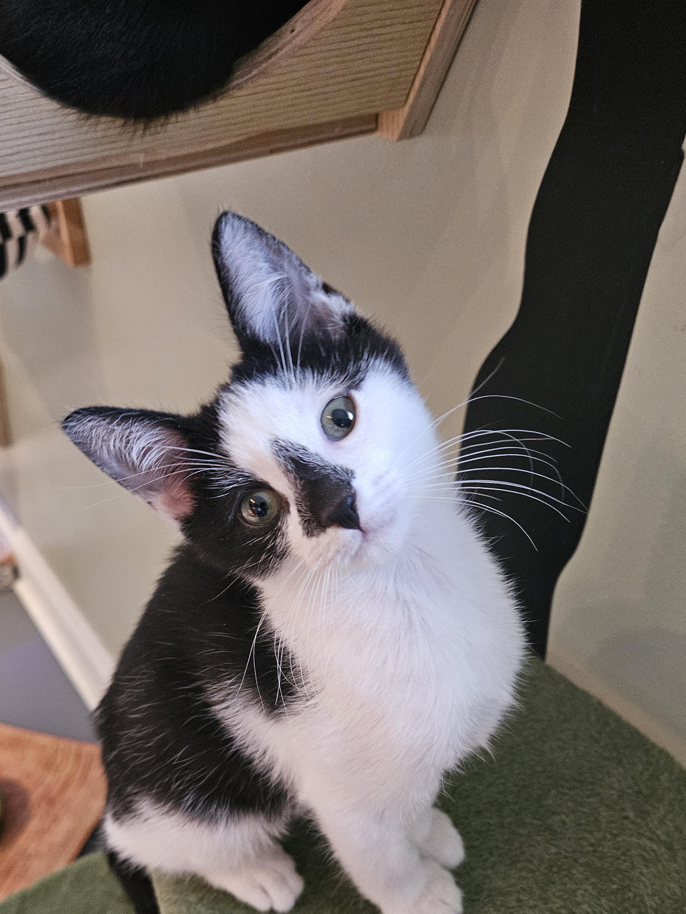 Dot, a ADOPTABLE Domestic Short Hair in Brockport, NY image 2/5