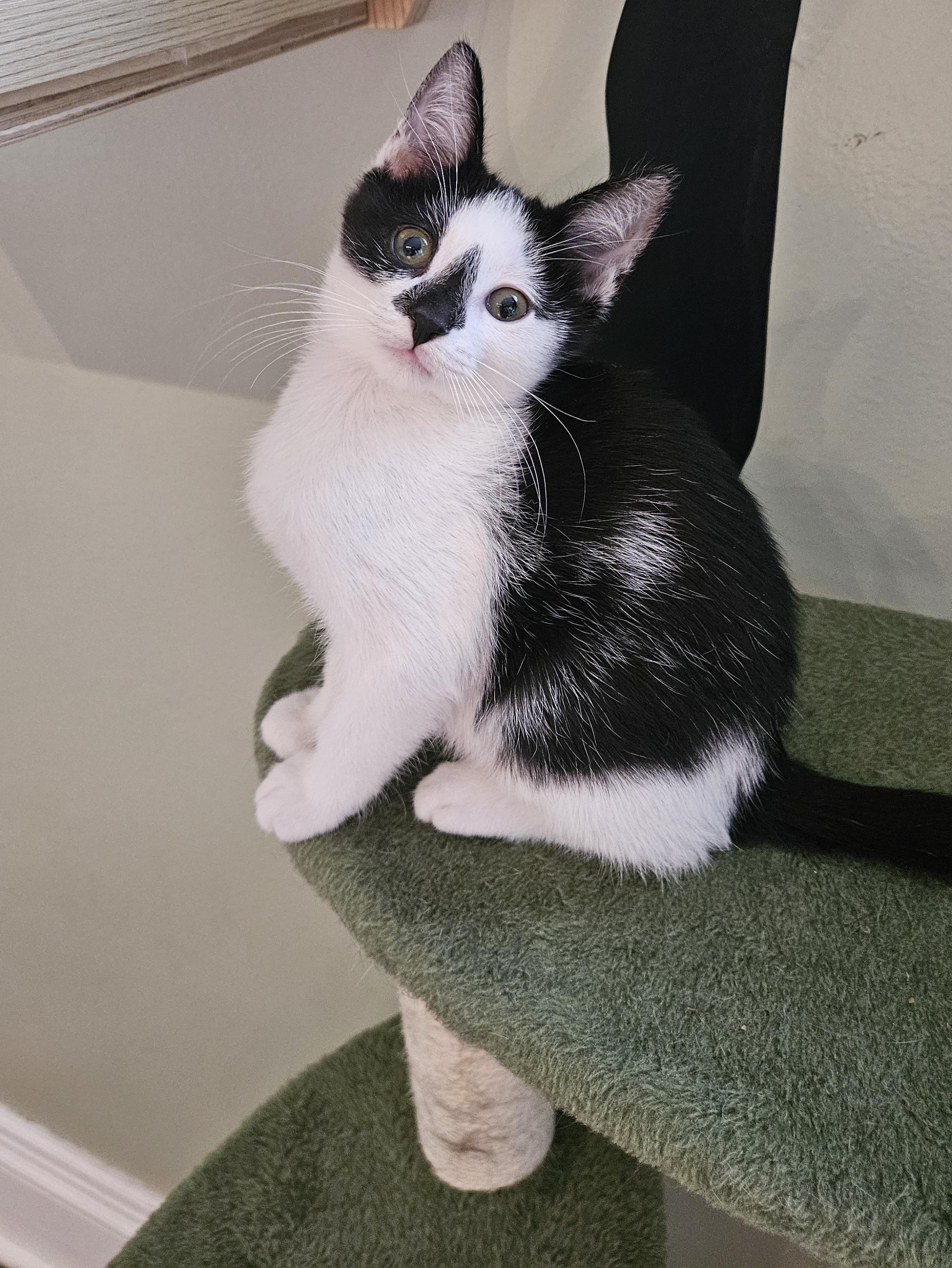 Dot, a ADOPTABLE Domestic Short Hair in Brockport, NY image 3/5