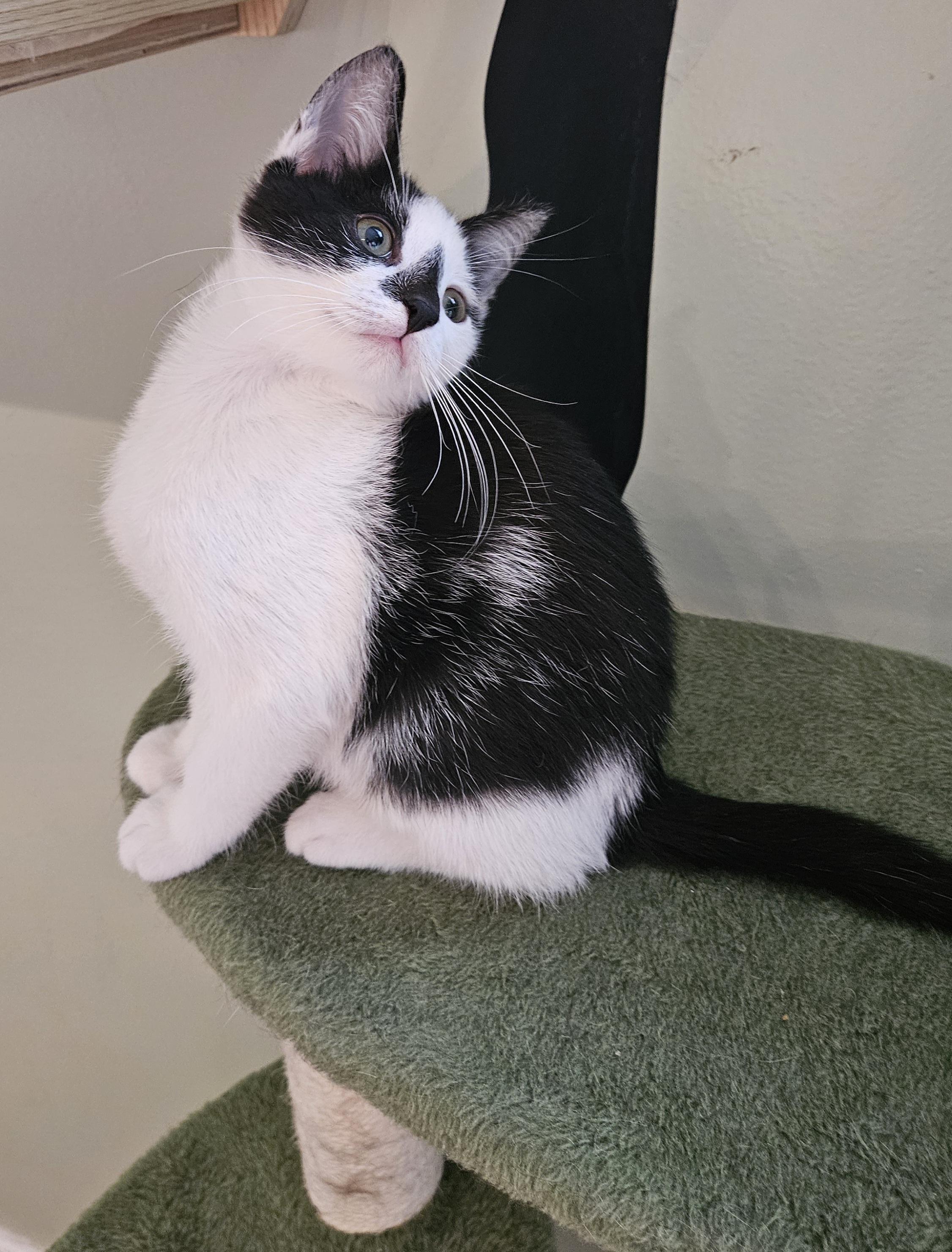 Dot, a ADOPTABLE Domestic Short Hair in Brockport, NY image 4/5
