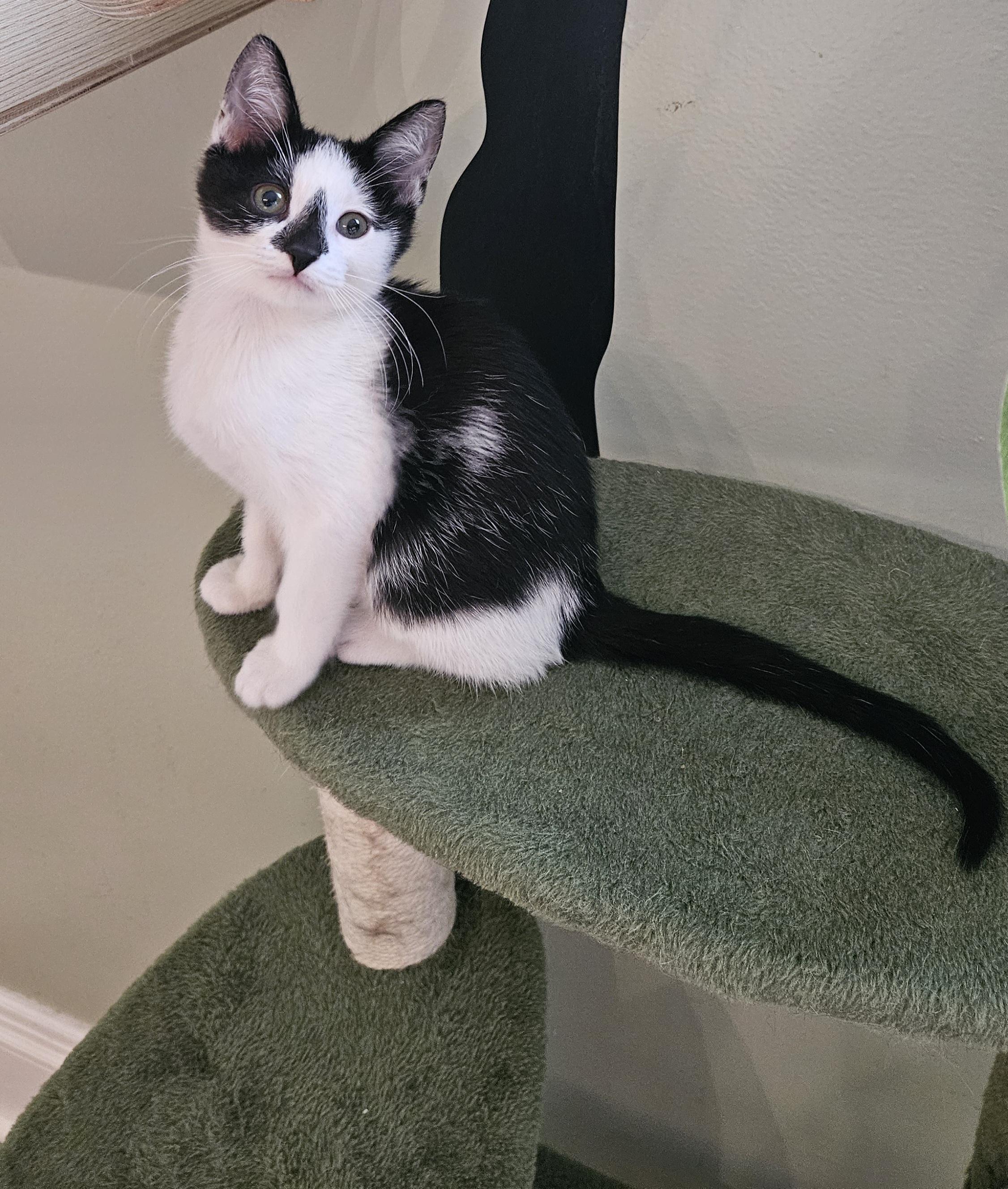 Dot, a ADOPTABLE Domestic Short Hair in Brockport, NY image 5/5