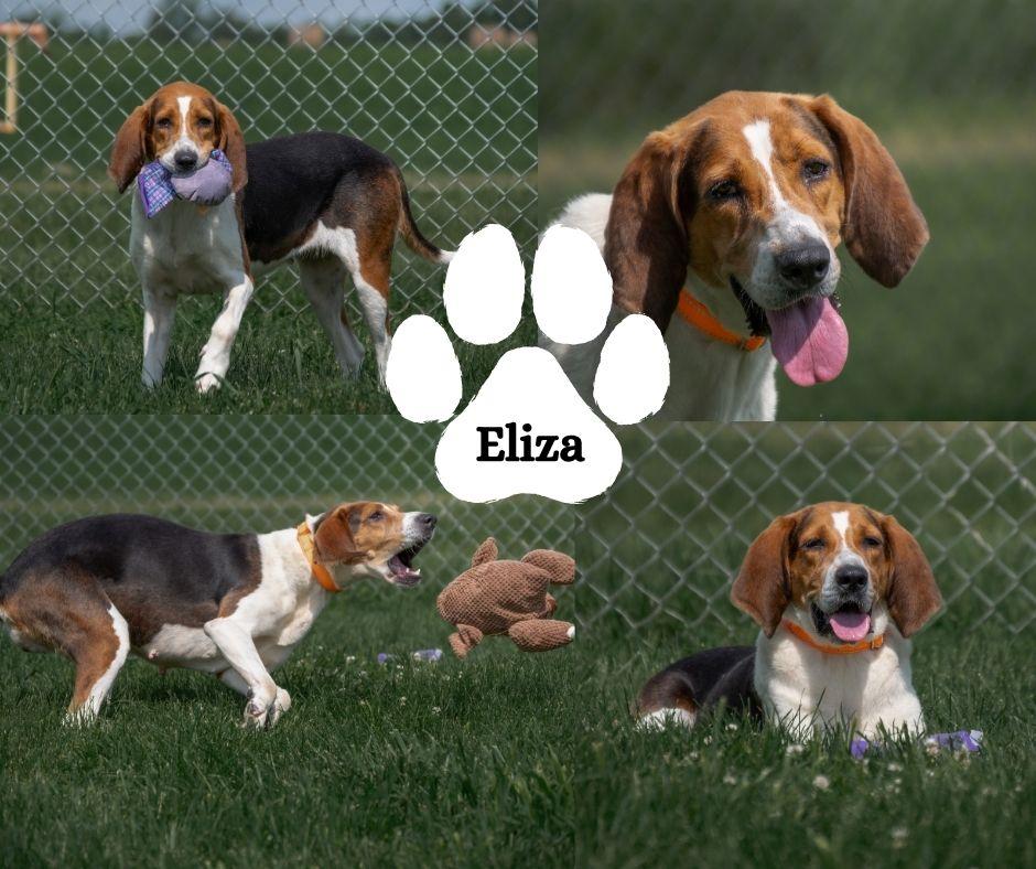 Eliza, ADOPTABLE, Adult Female Treeing Walker Coonhound.