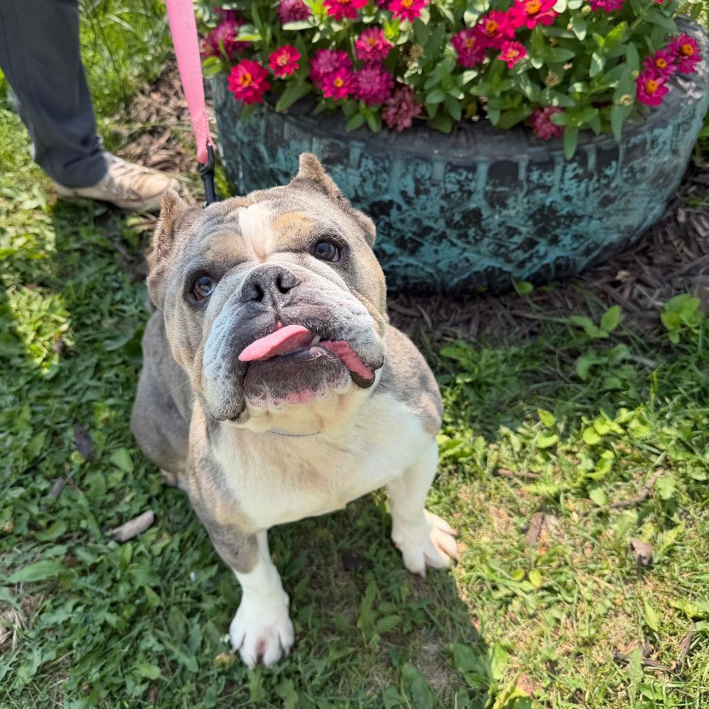 Skye - adoption pending, a Adoptable Mixed Breed in Oshkosh, WI image 2/5