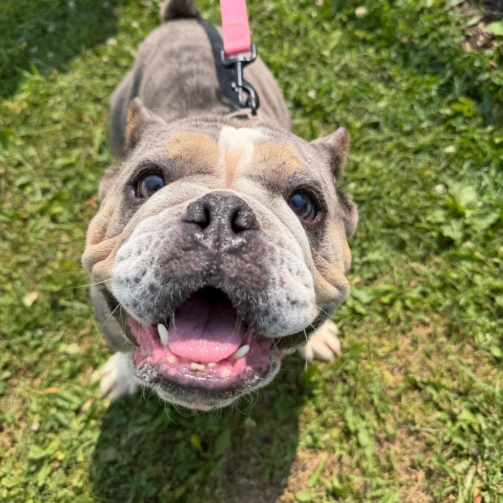 Skye - adoption pending, a Adoptable Mixed Breed in Oshkosh, WI image 4/5